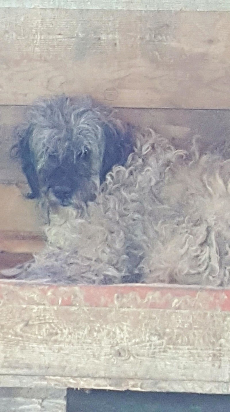 MUSHU, M-X, 25 kg, né ?? (FOURRIERE/ORASTIE) Adopté par Refuge GALIA 30944310
