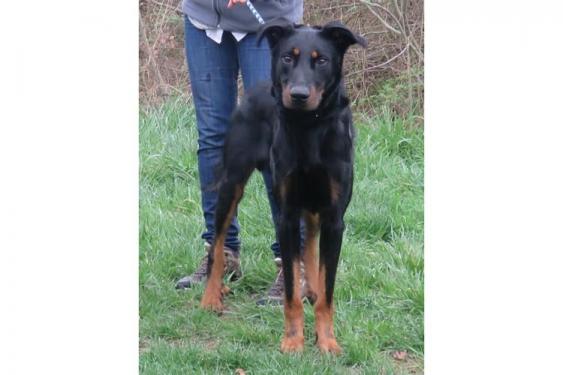 Jack mâle beauceron né en 2015 deja deux ans de refuge... 37069010