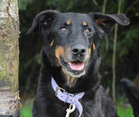 BETINA magnifique beauceronne née en 2006 37299510