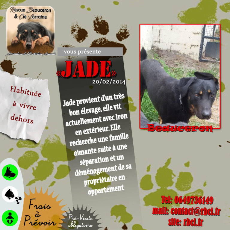 Jade femelle née en 2014 et Iron mâle né en 2013 (ADOPTÉ) Jade-710
