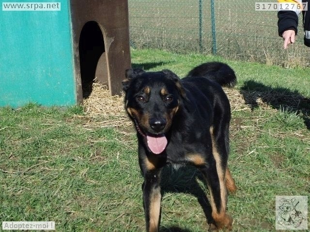 ZEUS,croisé beauceron né en mars 2016 M-317010