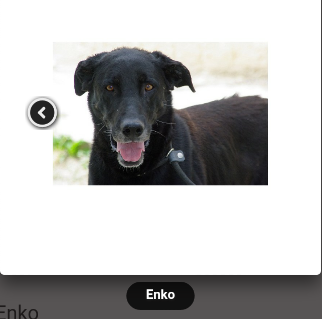 Enko croisé beauceron né en 2011 Scree120
