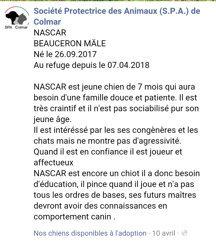 NASCAR chiot beauceron arlequin né en 2017 (7 mois) Scree142