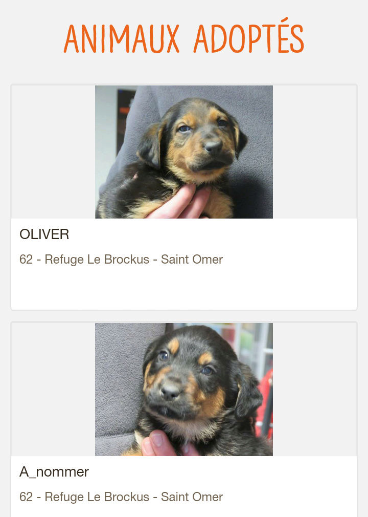 Oliver et son frère (pas de nom), chiots croisés Beauceron, nés le 20 novembre 2017 Screen65