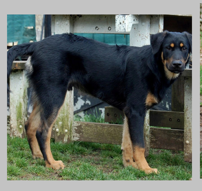 AWAN croisé beauceron né en 2017, en Famille d'accueil Screen94