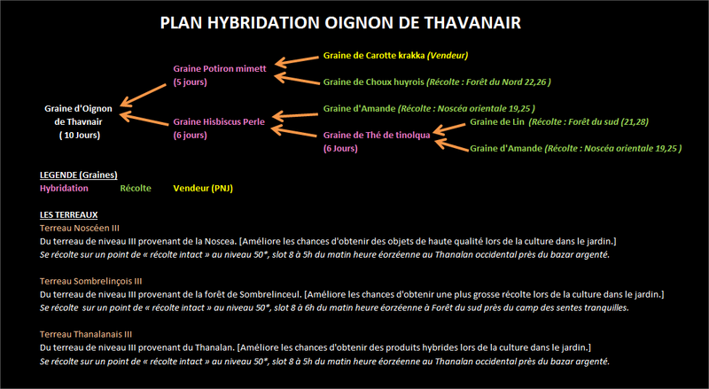 [JARDINAGE]Oignon de Thavnair Jardin10