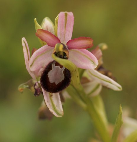 Une couleur inhabituelle ici pour une orchidée de Mars Img_5711