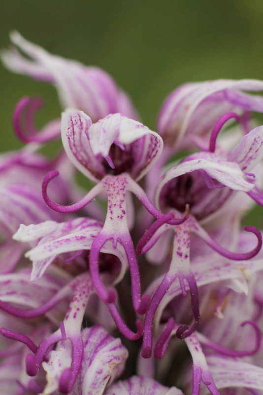 Orchis simia Img_7010