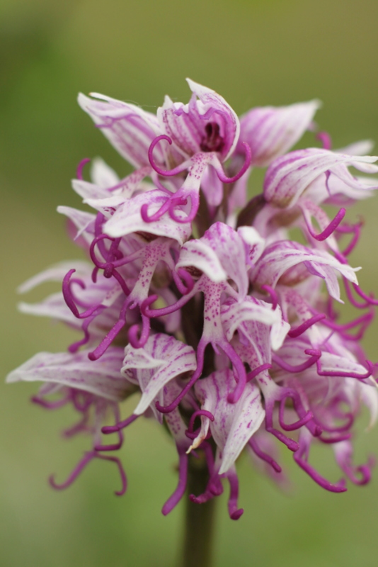 Orchis simia Img_7011