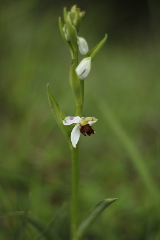 Ophrys apifera Almaraz Img_7810