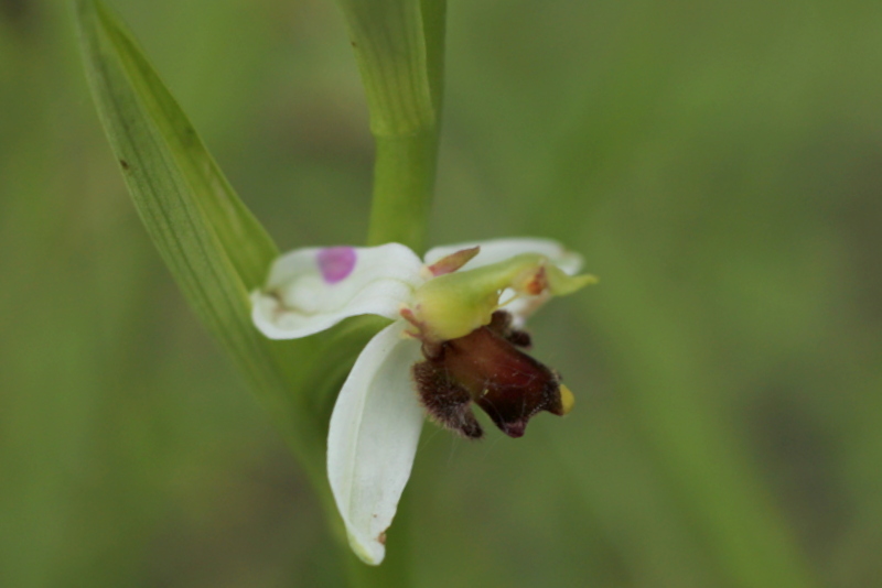 Ophrys apifera Almaraz Img_7811