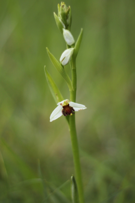 Ophrys apifera Almaraz Img_7812