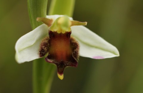 Ophrys apifera Almaraz Img_7910