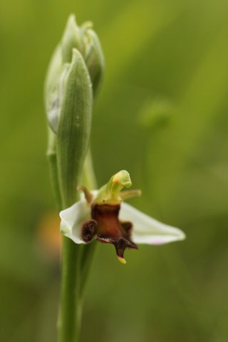 Ophrys apifera Almaraz Img_7911