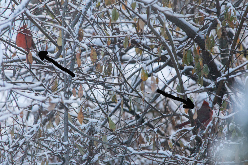 Geais bleus et cardinal rouge C344510