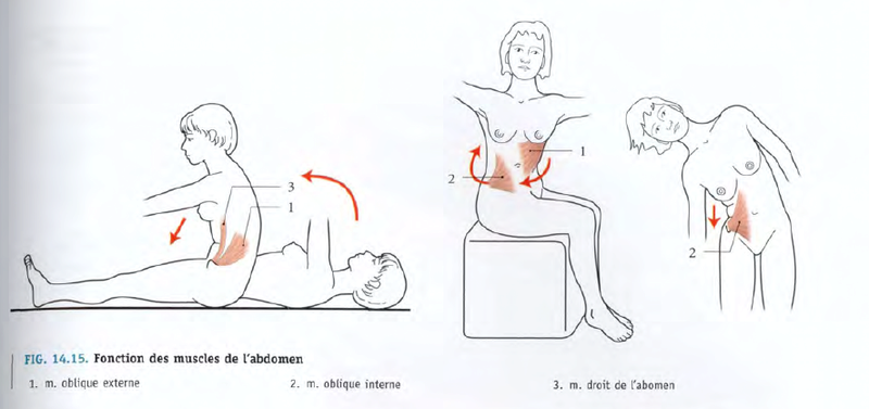 Fonction des muscles de la paroi abdominale  Muscle10