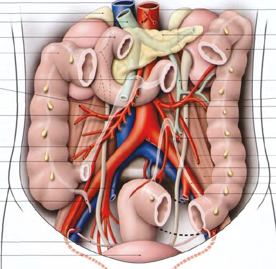 uretères et division aortique Uretyr10