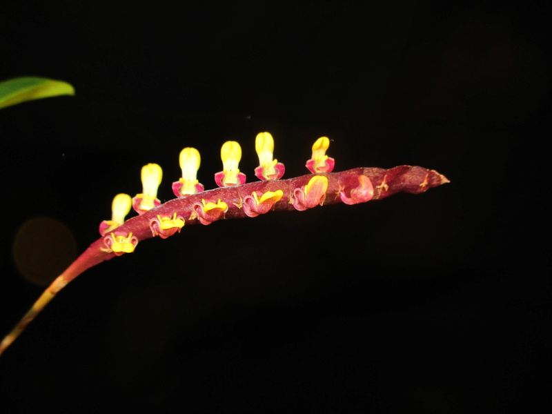 Bulbophyllum falcatum Img_9610