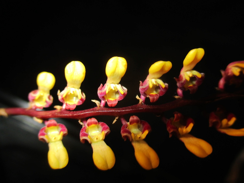 Bulbophyllum falcatum Img_9611