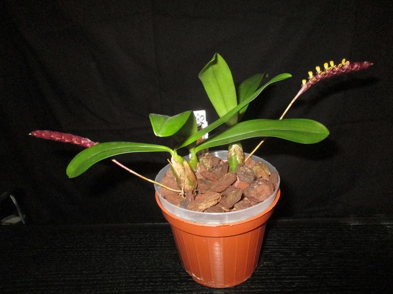 Bulbophyllum falcatum Img_9612