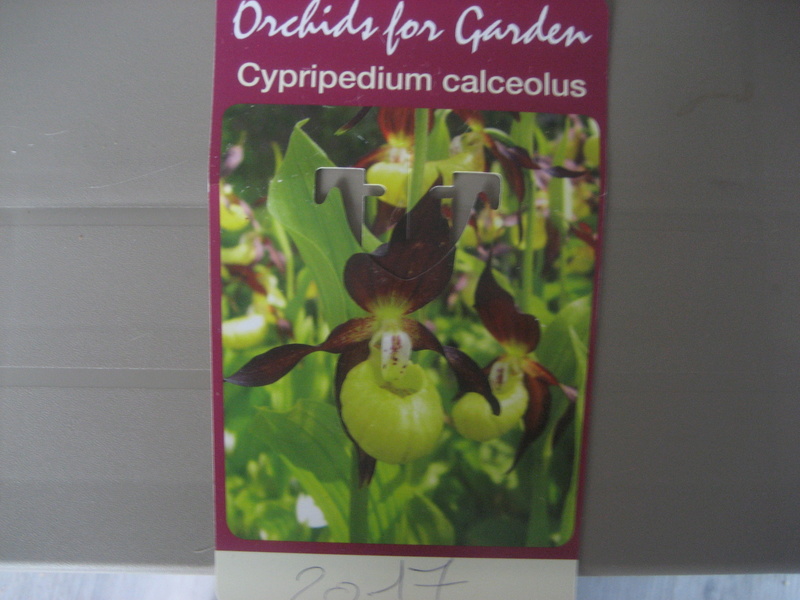 Le réveil de mon Cypripedium calceolus Img_0455