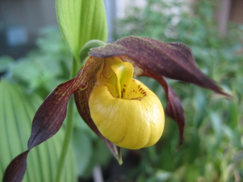 Le réveil de mon Cypripedium calceolus Img_0624