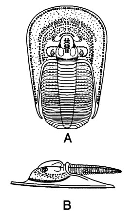 Lioharpes aff. venulosus Devónico inf. Emsiense Palencia Liohar10