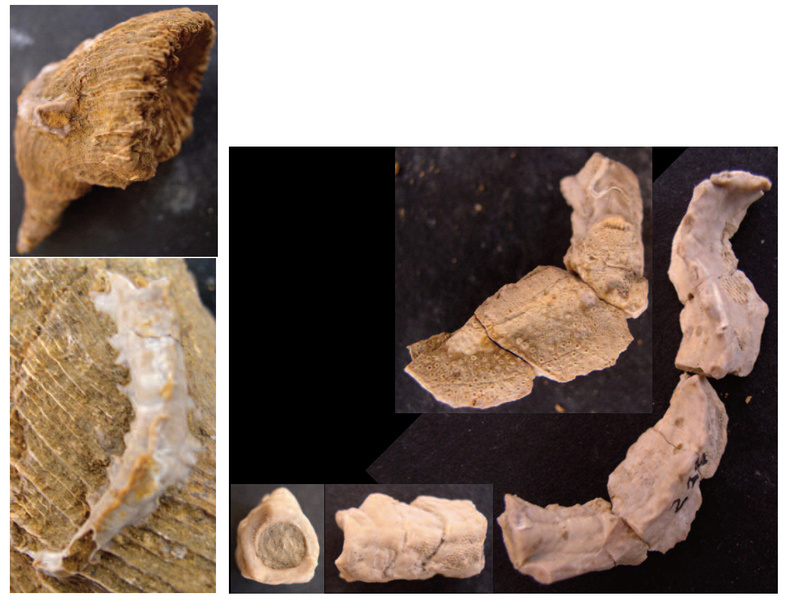 Epibionte para identificar-2 Serpul11