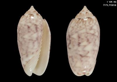 Americoliva lilacea (Paulmier, 2013) - Worms = Oliva lilacea (Paulmier, 2013) Lilace12