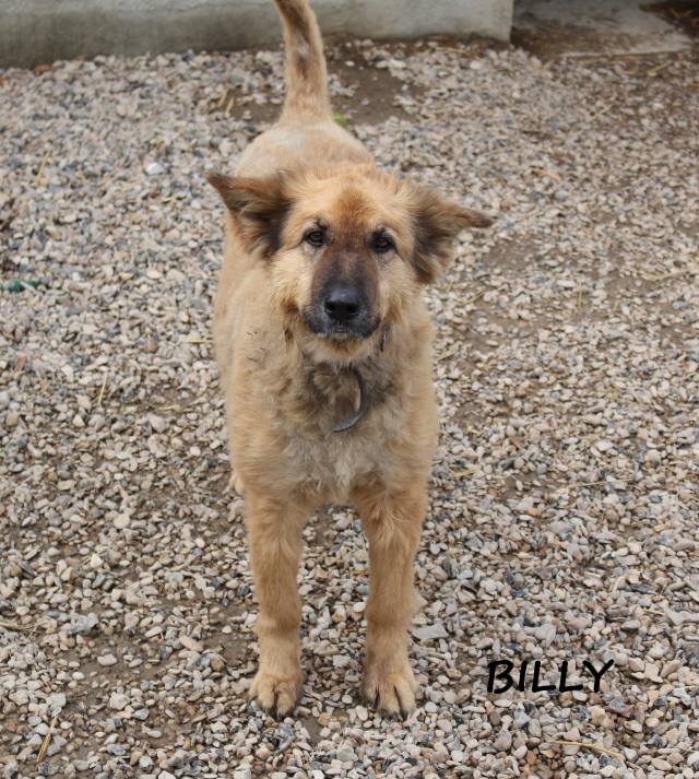 BILLY - berger allemand 11 ans - Les Amis du Soissonnais (02) - Page 2 Billy110