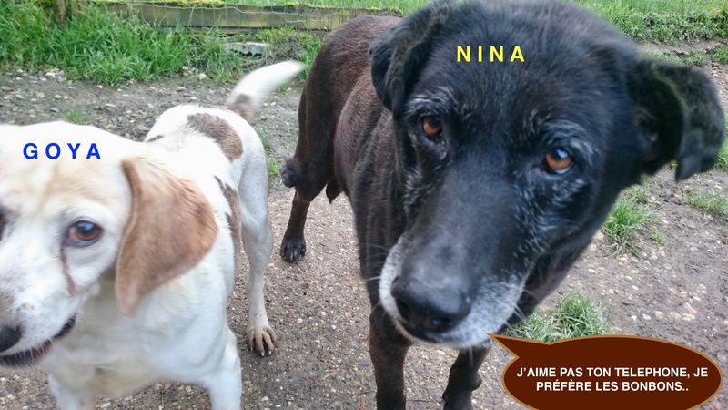  NIÑA, petite rescapée espagnole,8 ans, Tabanac (33) - Page 2 Ninads10