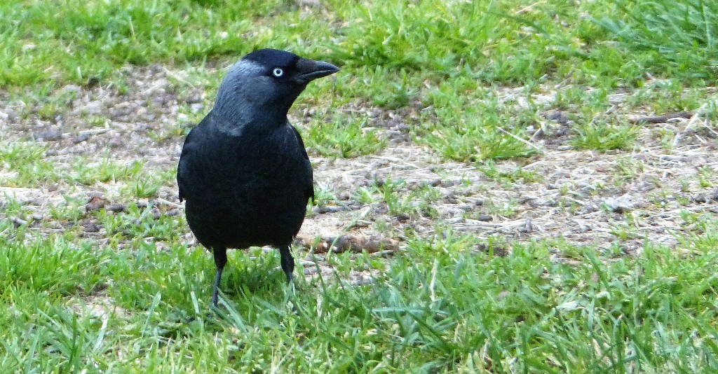 AUTRES OISEAUX Chouc10