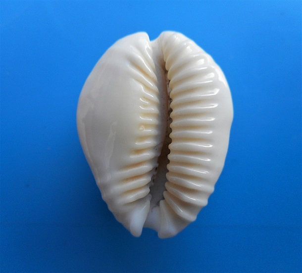 Naria helvola - albinos  Dscn1413