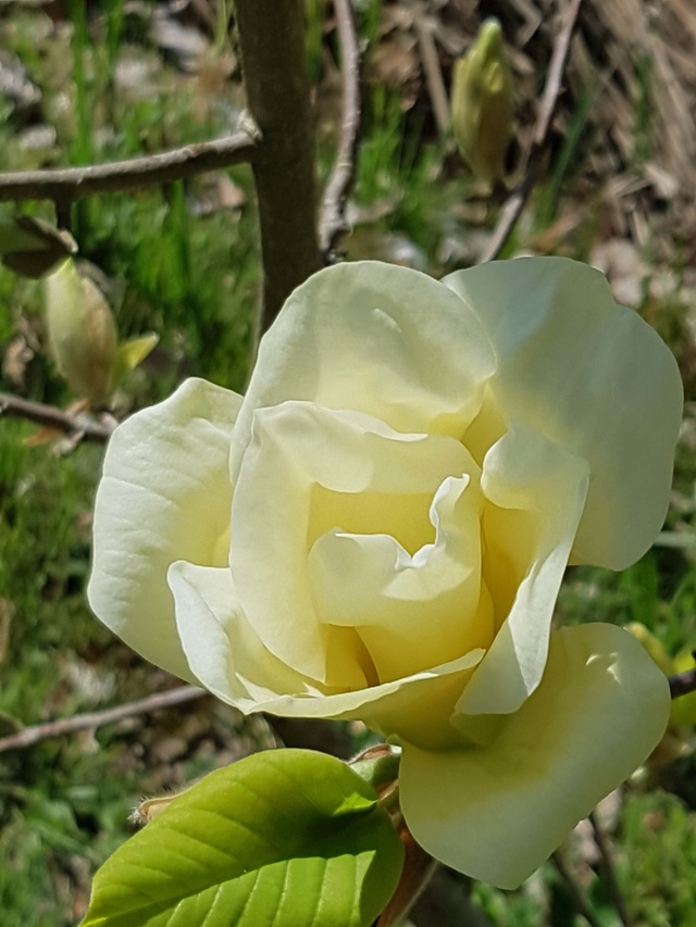 Magnolia 'Yellow Bird' Ybzoom11