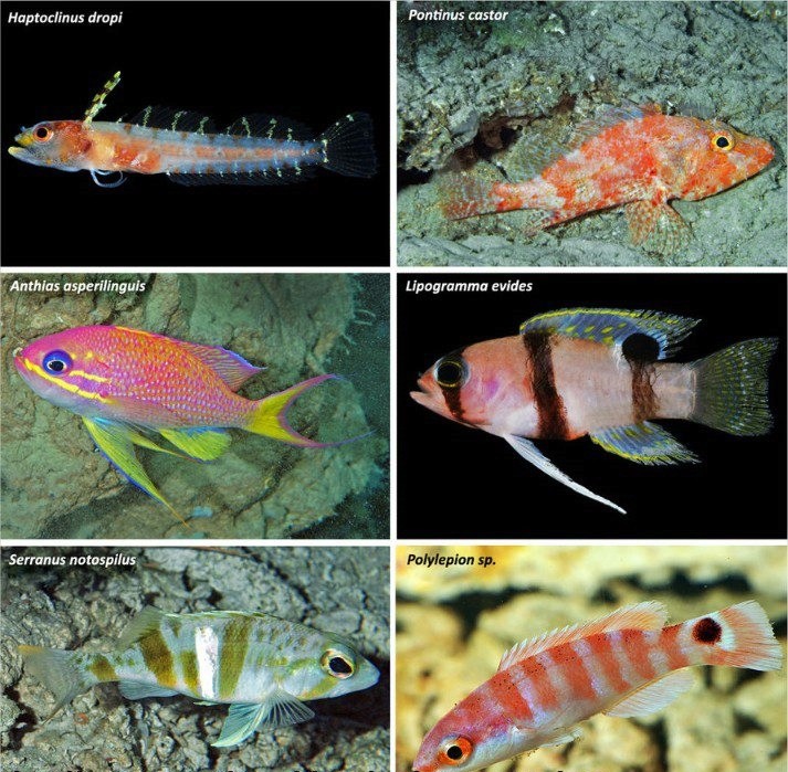 DES NOUVELLES ESPECES DE POISSONS AU LARGE DES CARAIBES Image-25