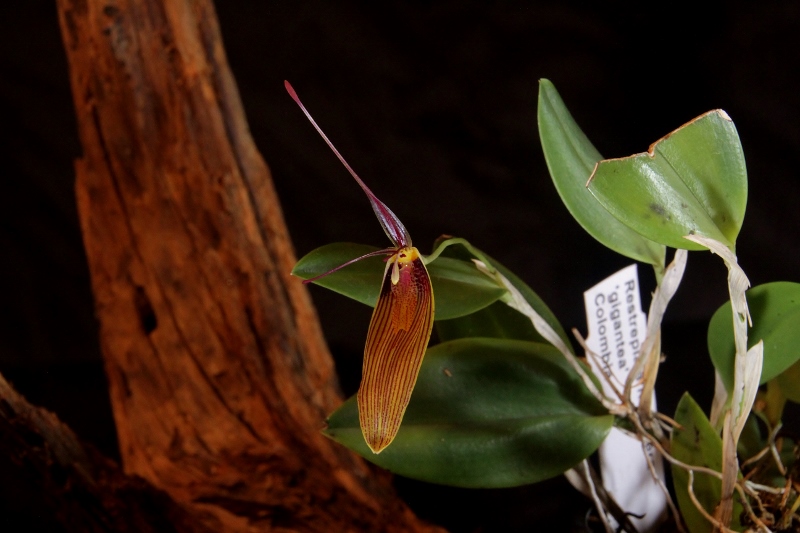 Miniatur-Orchideen Teil 4 Img_1745
