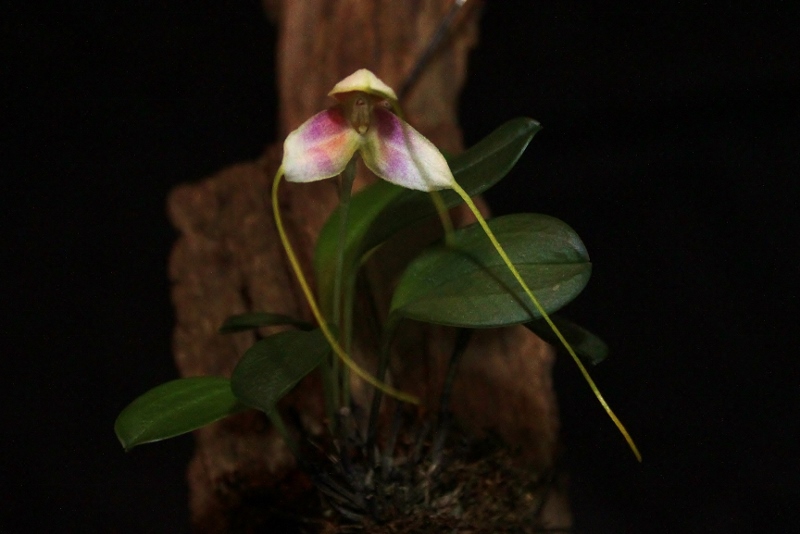 Miniatur-Orchideen Teil 4 Img_1747