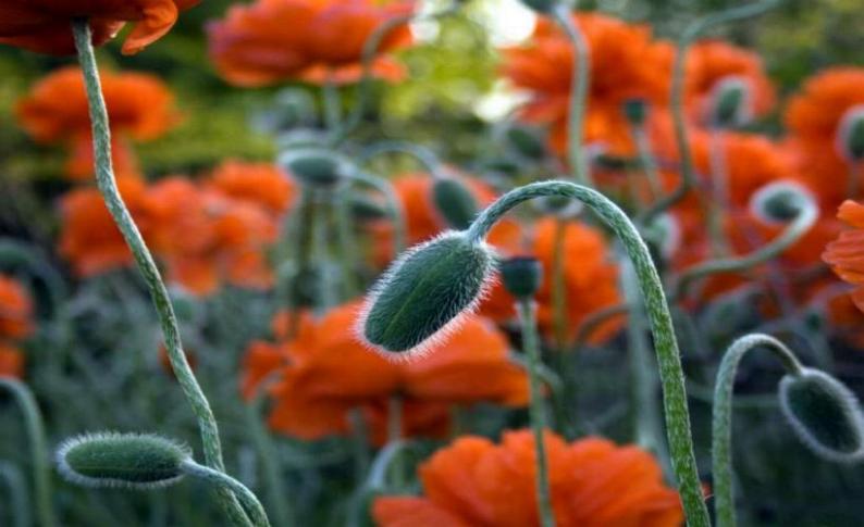 La valse des coquelicots - X_1236