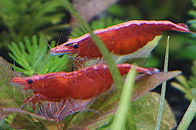  Aquarium Elégance Inox avec guppy et red cherry - Page 6 Dsc06210