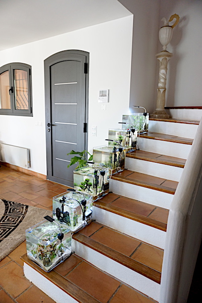 6 BACS ESCALIER dont 4 avec crevettes et 2 avec plantes Dsc07011