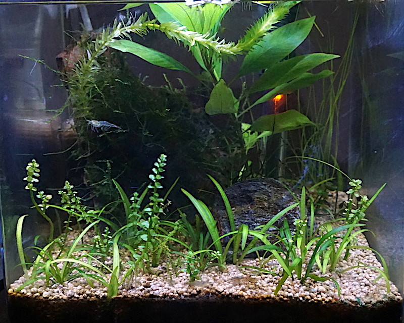 6 BACS ESCALIER dont 4 avec crevettes et 2 avec plantes - Page 4 Nano_311
