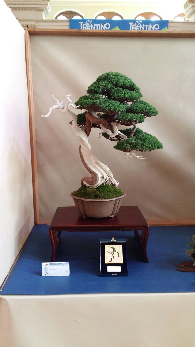 Ginepro Kishu Img-2010