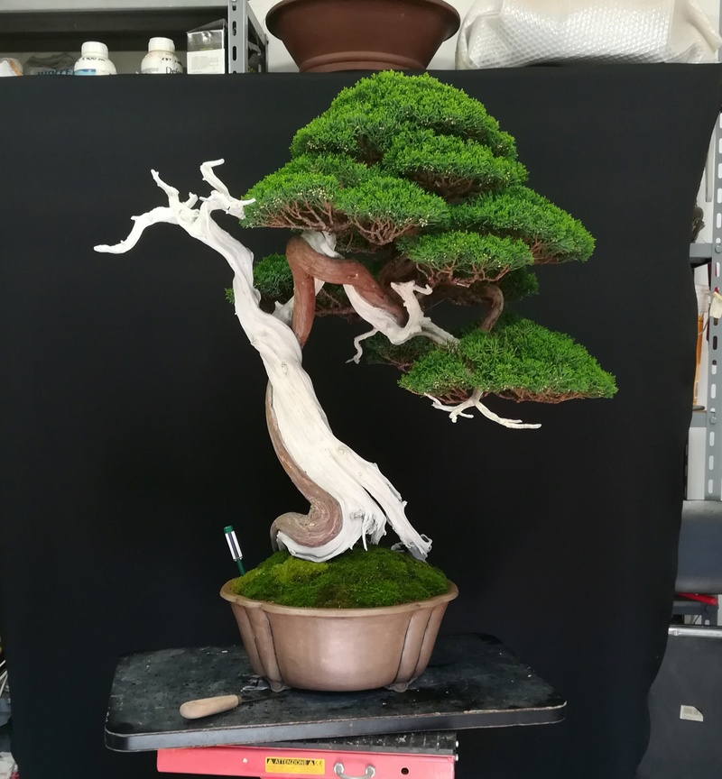Ginepro Kishu Img_2053