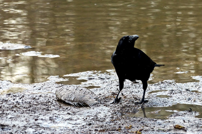 Corneille, des oiseaux très intelligents Cornei10