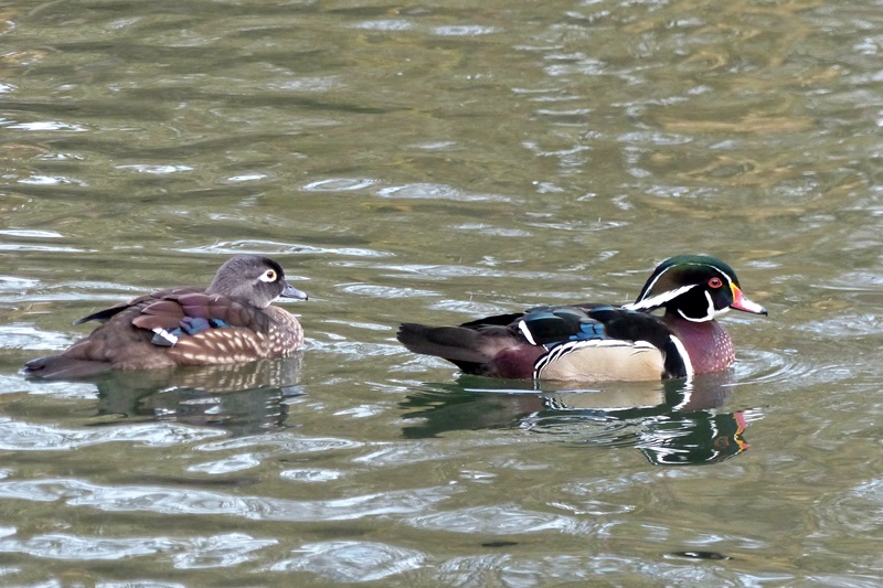 Canard mandarin, Canard carolin - Page 2 P1050110