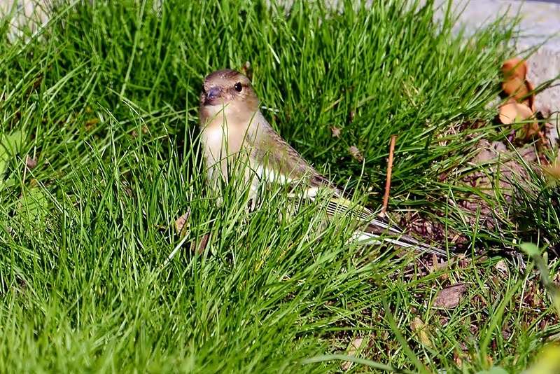 mésange - Mes photos avec Nikon 300 PF 4 Nikkor Pinson12