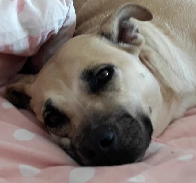 LOULOUTE née le 01/07/2014 - F - Adoptée département 67 30547111