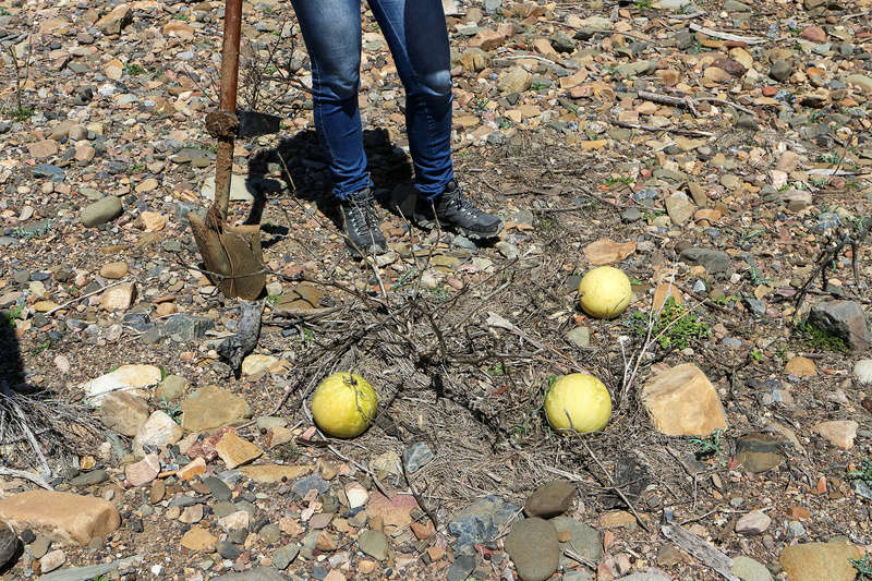 Exploring the Turon River for Gold yesterday (PICS) Img_3314