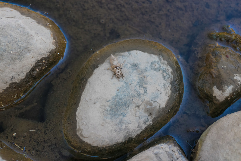 Exploring the Turon River for Gold yesterday (PICS) Img_3514