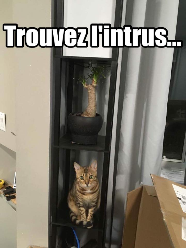 HUMOUR : le chat dans tous ses états - Page 10 21616510